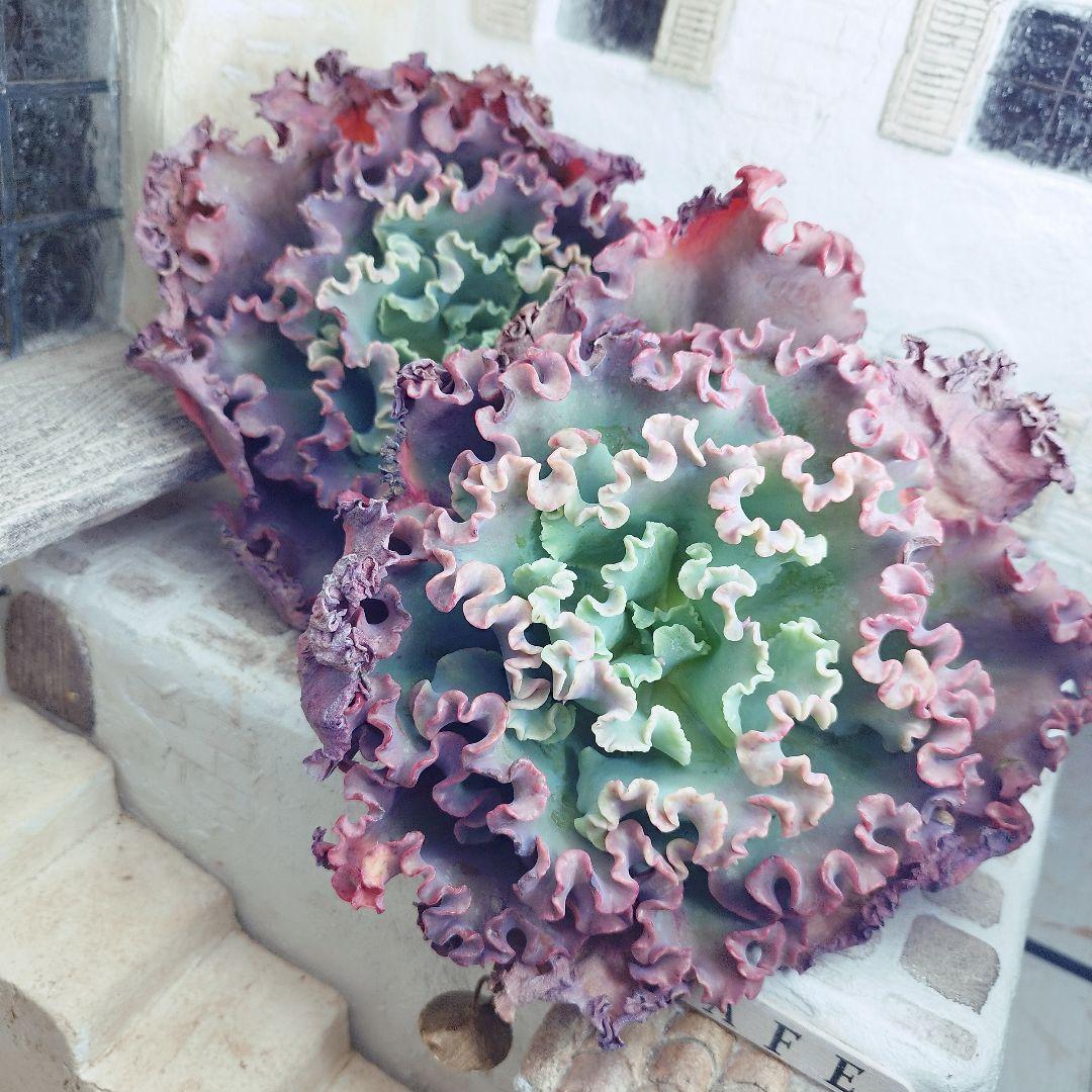 メリディアン(特大苗)◎多肉植物 カット苗 輸入苗 エケベリア等