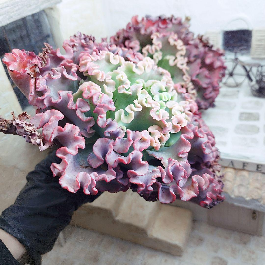 メリディアン(特大苗)◎多肉植物 カット苗 輸入苗 エケベリア等