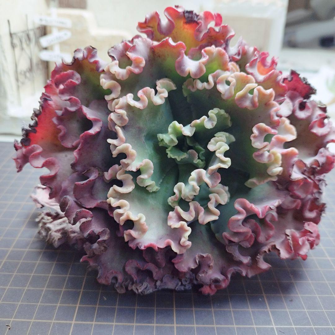 メリディアン(特大苗)◎多肉植物 カット苗 輸入苗 エケベリア等