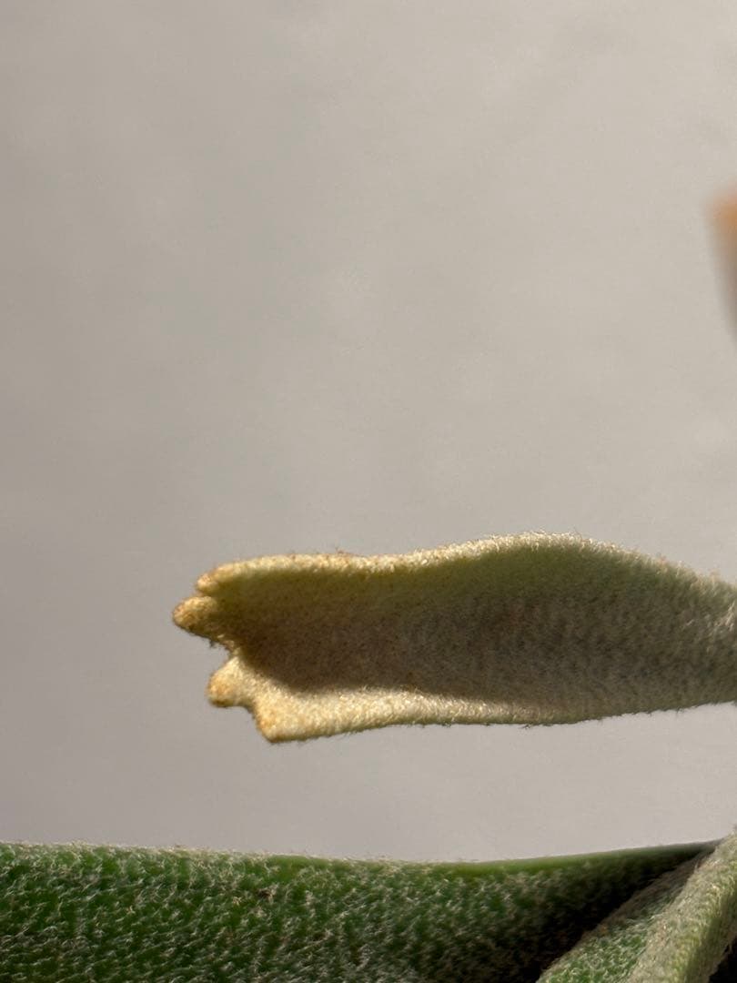 ビカクシダ HAS comolebi pup