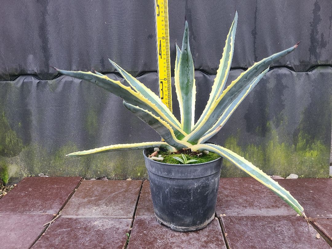 アガベ アメリカーナ バリエガータ7号鉢良型株