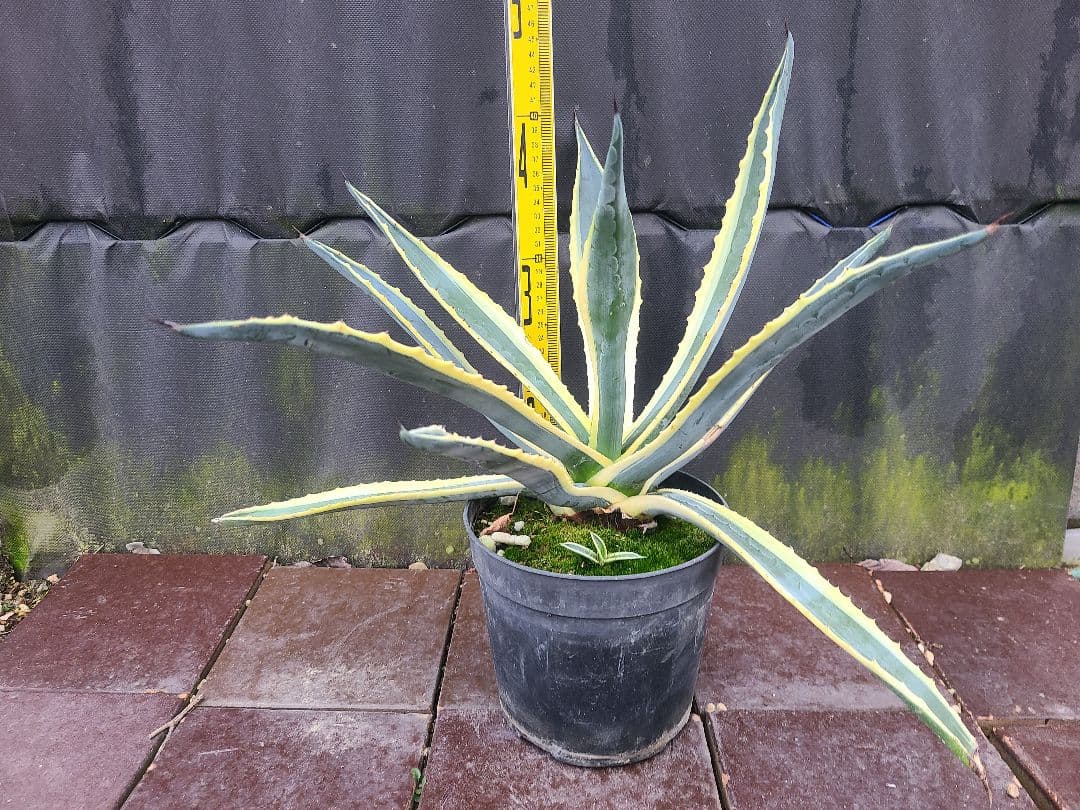 アガベ アメリカーナ バリエガータ7号鉢良型株