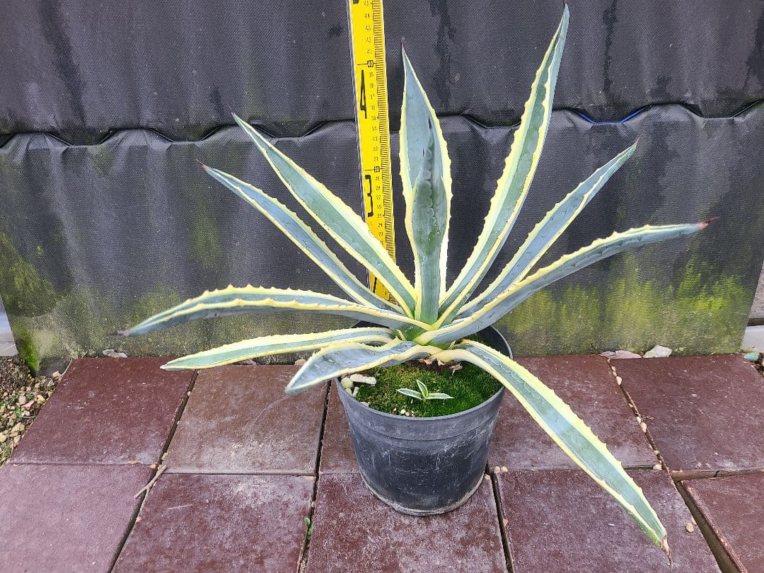アガベ アメリカーナ バリエガータ7号鉢良型株