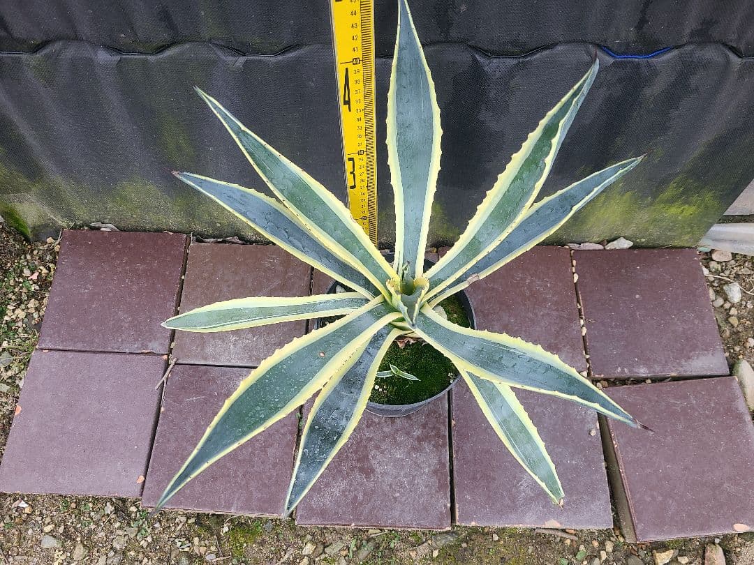 アガベ アメリカーナ バリエガータ7号鉢良型株
