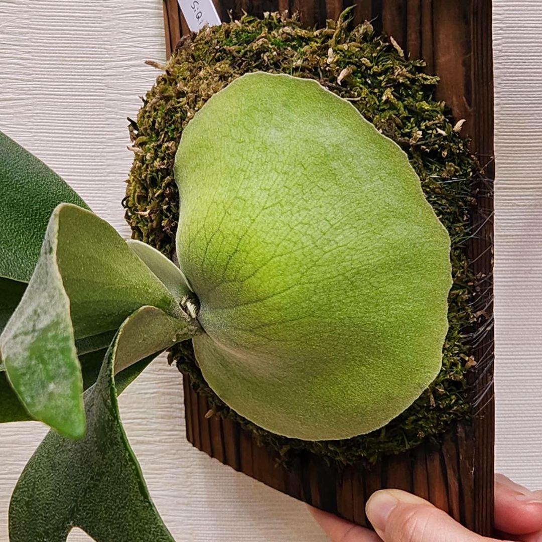 フーンシキOC子株　P.FoongSiQi　ビカクシダ 株分け品子株 オリジナル