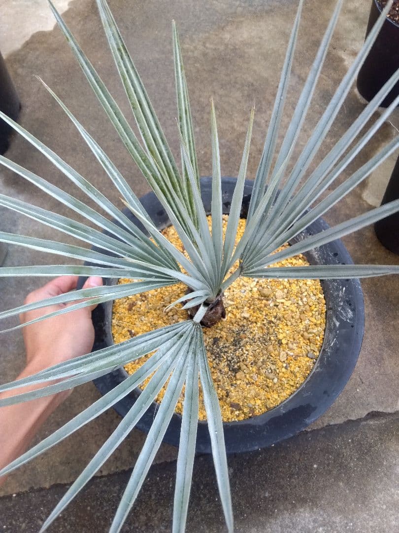 ブラヘアアルマータ　10号鉢つき　幹太❗　あ