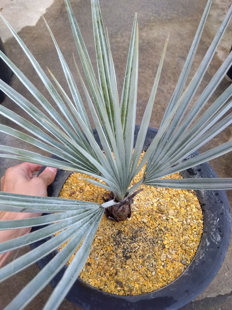 ブラヘアアルマータ　10号鉢つき　幹太❗　あ