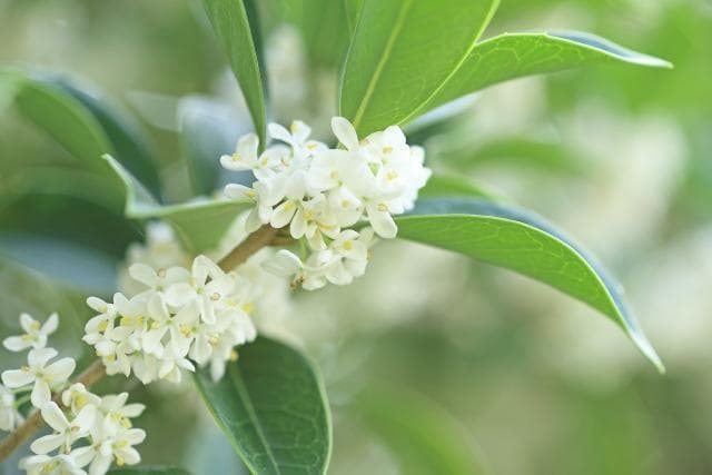 《現品》四季咲きモクセイ　樹高1.4ｍ（根鉢含まず）57【白花/苗木/植木】