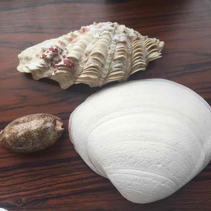 ※購入不可※貝殻 セット 合計8枚