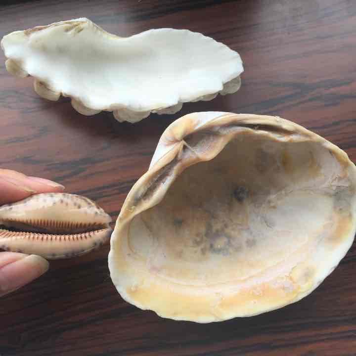 ※購入不可※貝殻 セット 合計8枚