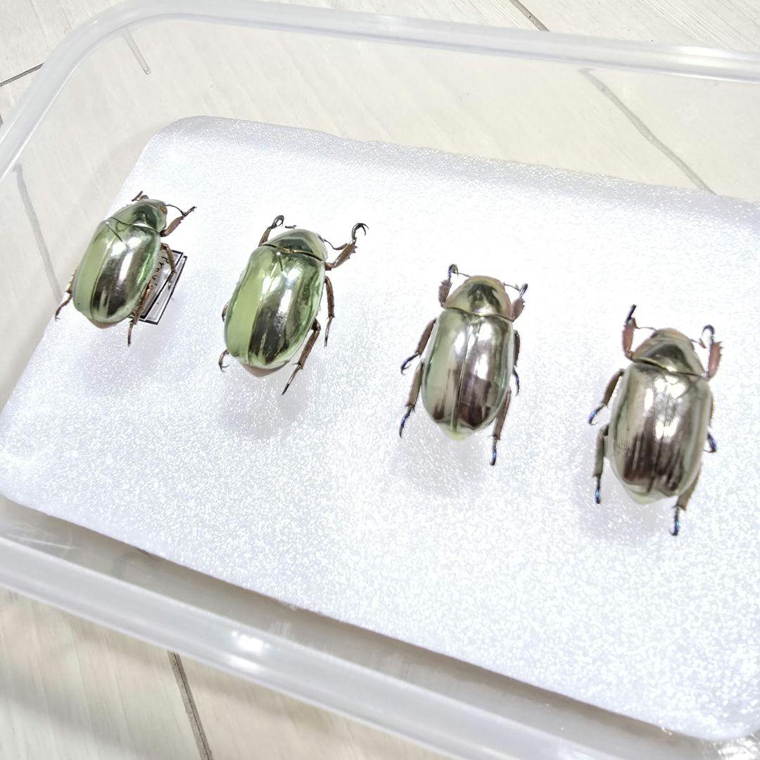 プラチナコガネ標本４頭セット