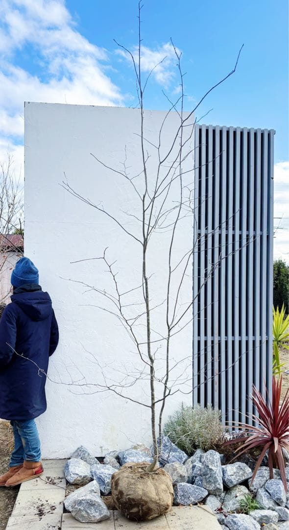 逸品。山採りアオハダ3.2M(鉢底から)