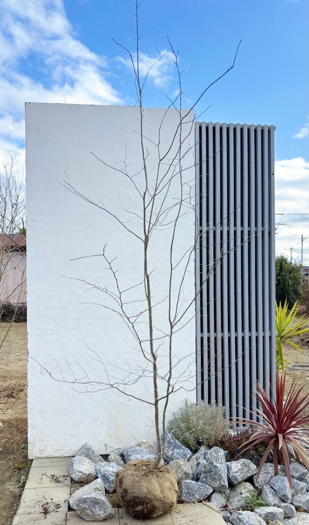 逸品。山採りアオハダ3.2M(鉢底から)