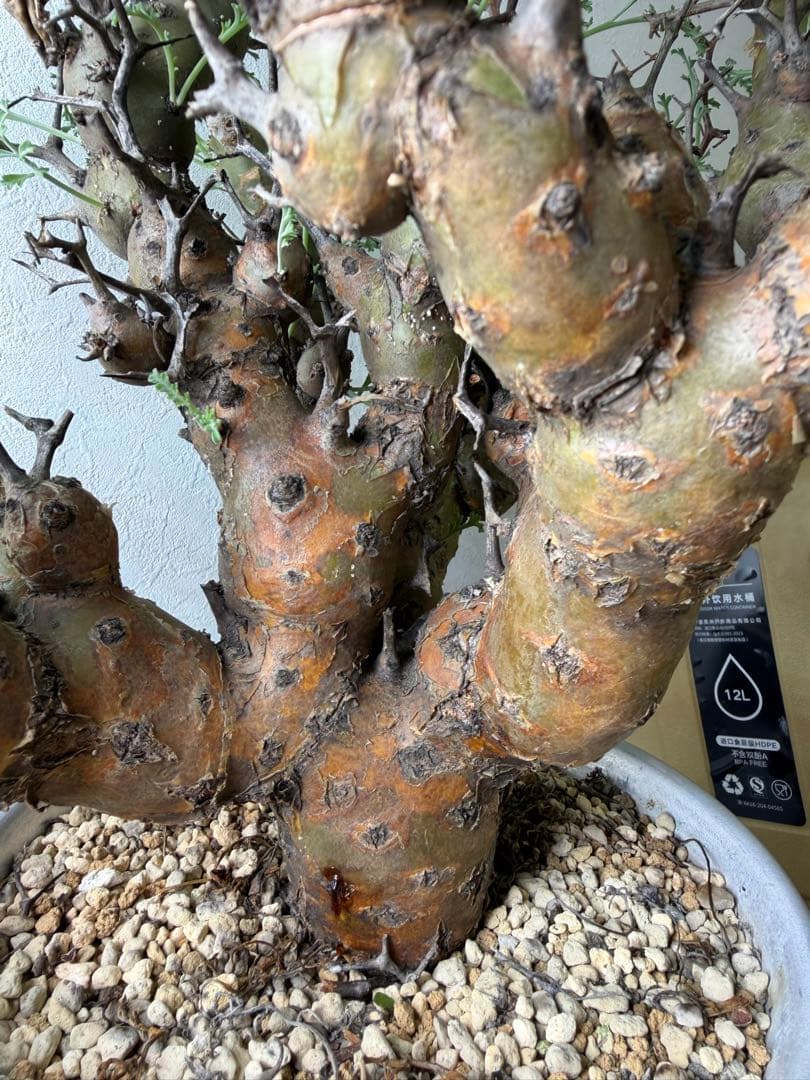 ペラルゴニウム クリズミフォリウム 山伏天狗