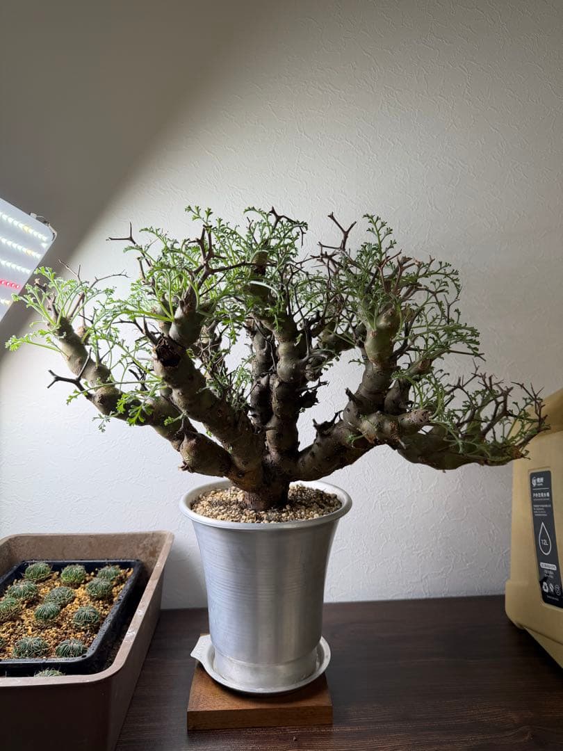 ペラルゴニウム クリズミフォリウム 山伏天狗