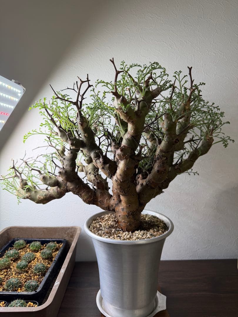 ペラルゴニウム クリズミフォリウム 山伏天狗