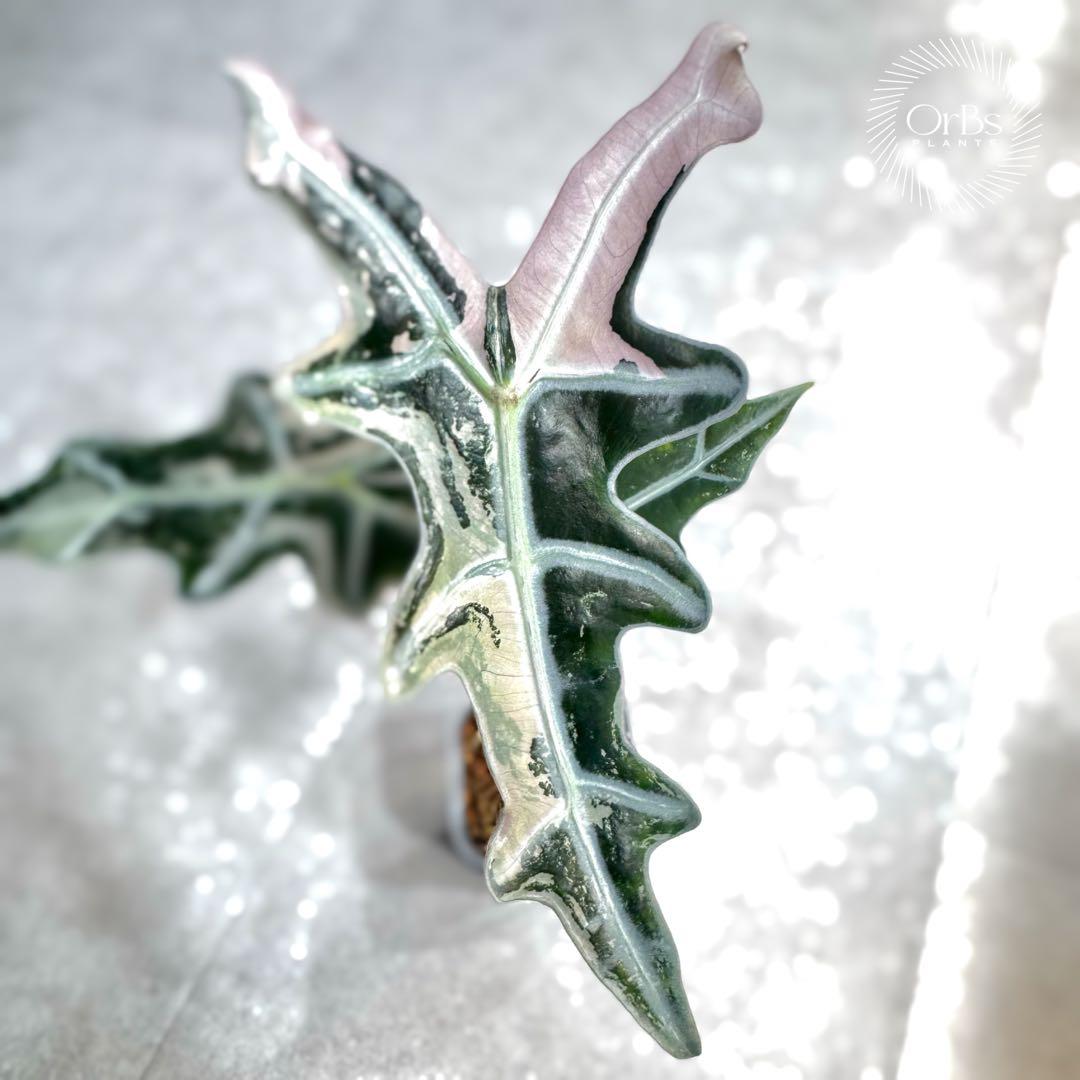 掲載最終日セール【芋付き】アロカシア ノビリス ピンク斑入り 中株サイズ