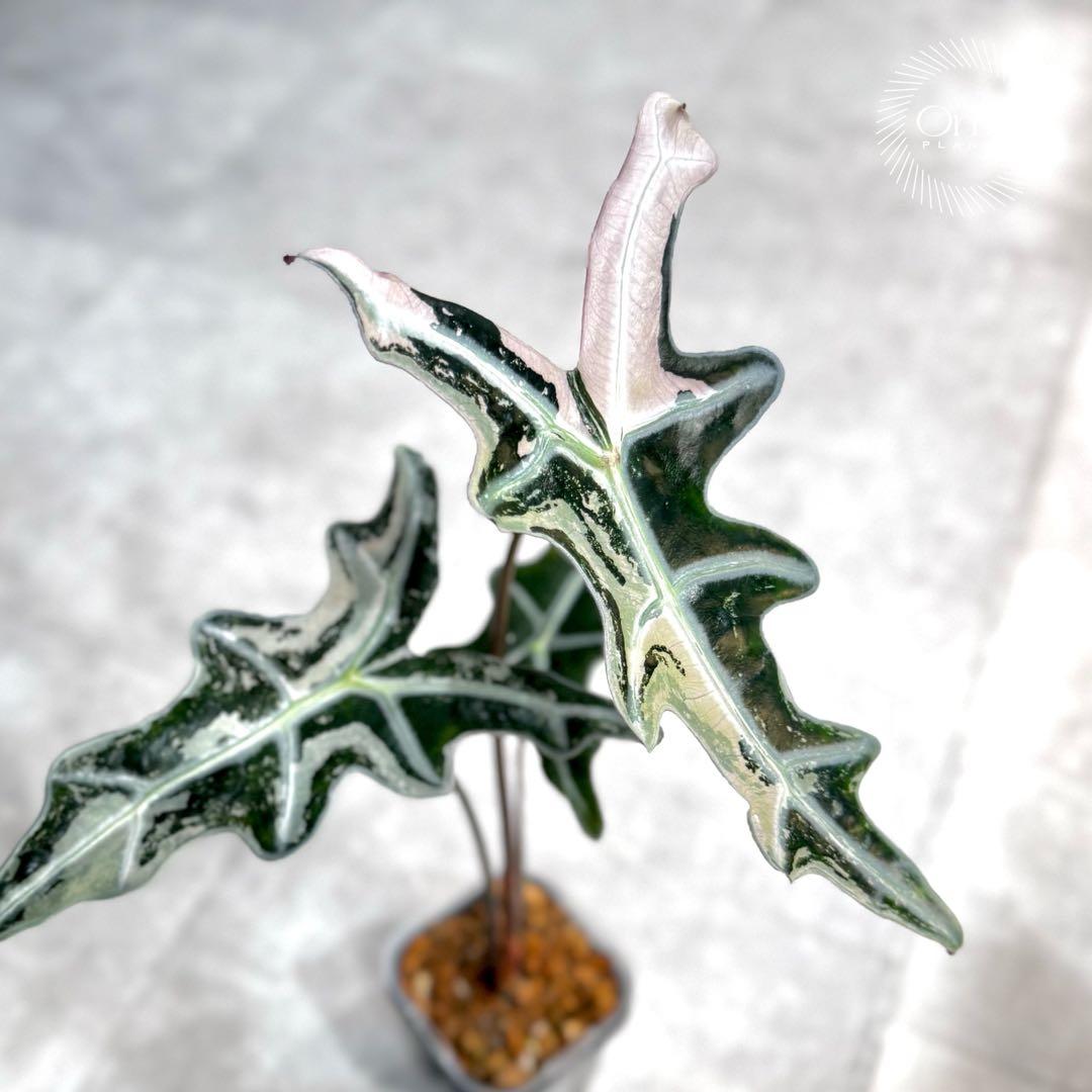 掲載最終日セール【芋付き】アロカシア ノビリス ピンク斑入り 中株サイズ