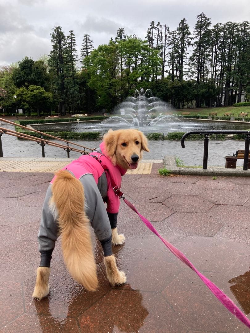 アルファアイコン レインドッグガード 4L