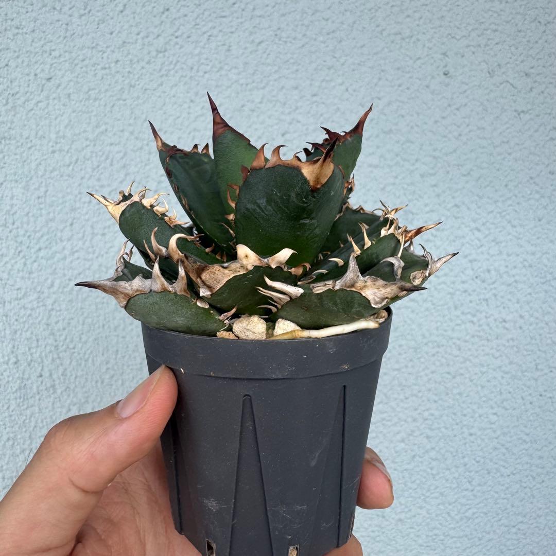 アガベ オアハカ オテロイ 現地球 発根済