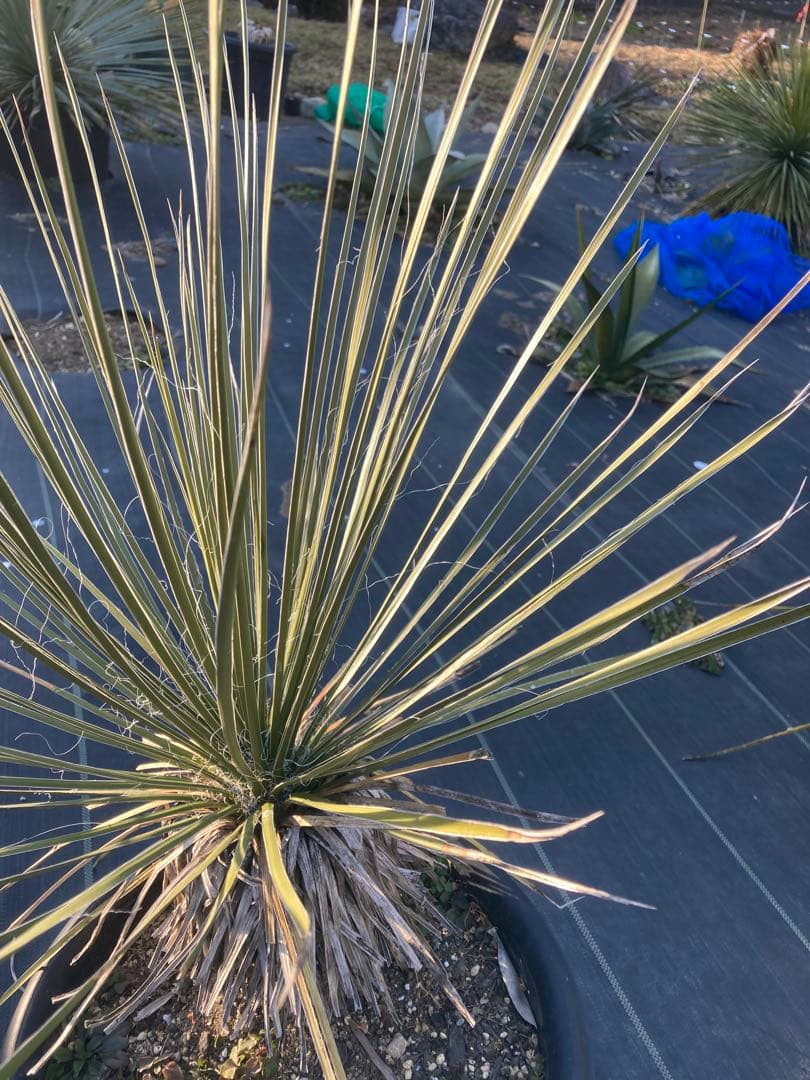 極耐寒性ユッカ　エラータ幹立ち株◇ドライガーデン南国アガベ　ダシリリオン　ヤシ