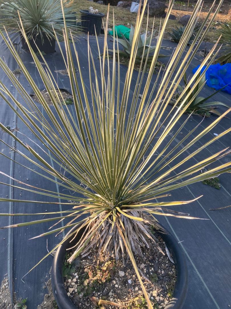 極耐寒性ユッカ　エラータ幹立ち株◇ドライガーデン南国アガベ　ダシリリオン　ヤシ