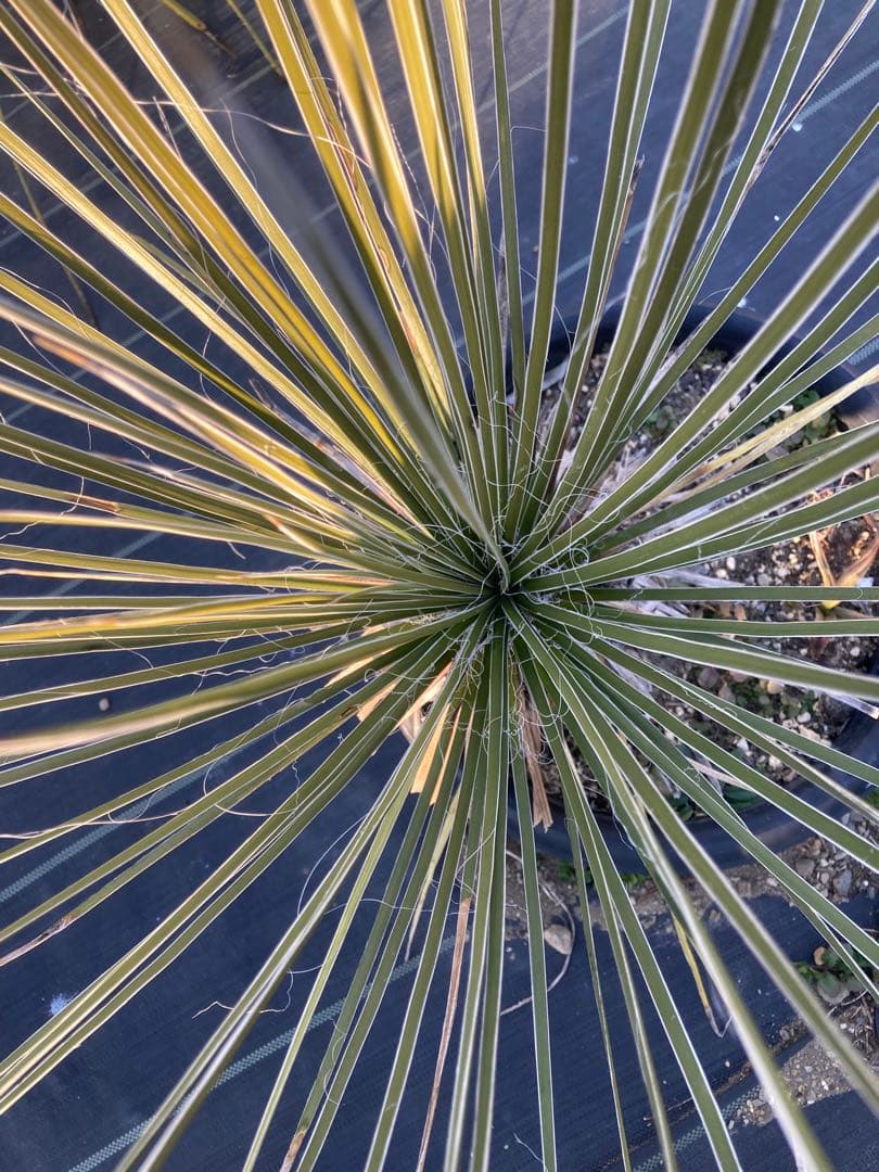 極耐寒性ユッカ　エラータ幹立ち株◇ドライガーデン南国アガベ　ダシリリオン　ヤシ