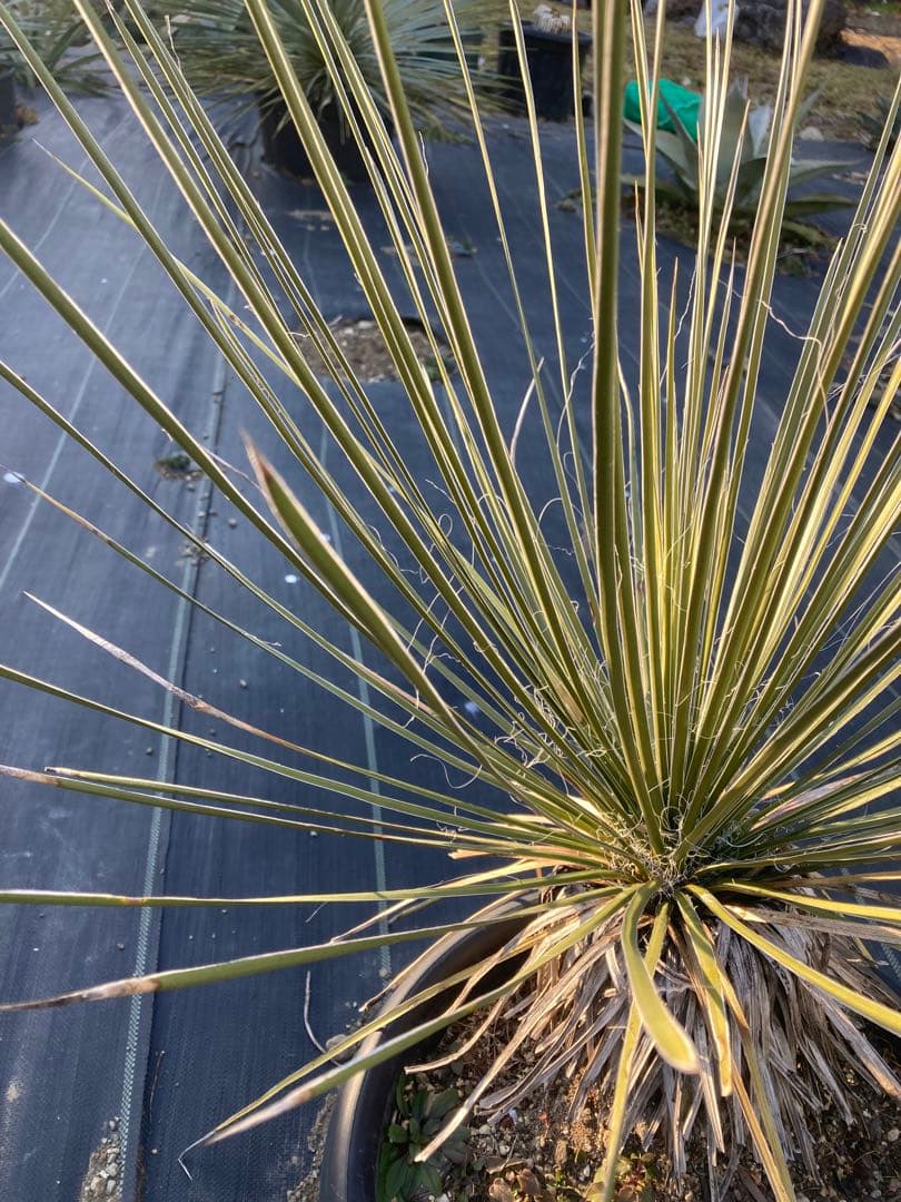 極耐寒性ユッカ　エラータ幹立ち株◇ドライガーデン南国アガベ　ダシリリオン　ヤシ