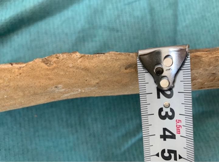 古代魚 化石 ① 白亜紀 1億3500万年〜1億6500万年前