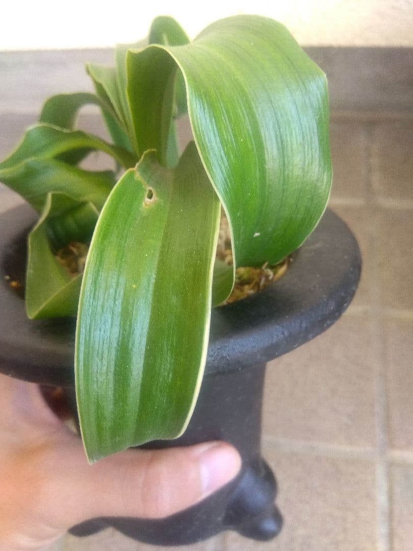 万年青　オモト　獅子　白覆輪斑　4.5号陶器鉢つき　か