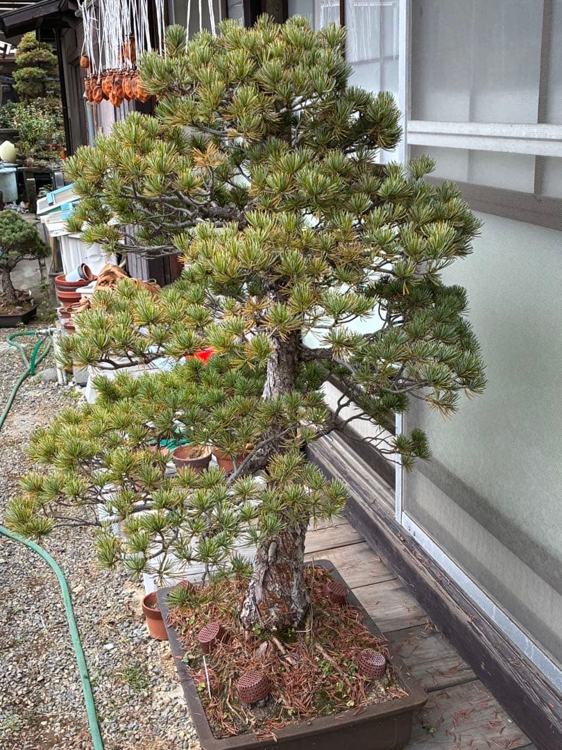 夜*き様 ★盆栽★ 赤石五葉松　E-15 樹齢100年以上　★愛媛県より発送★