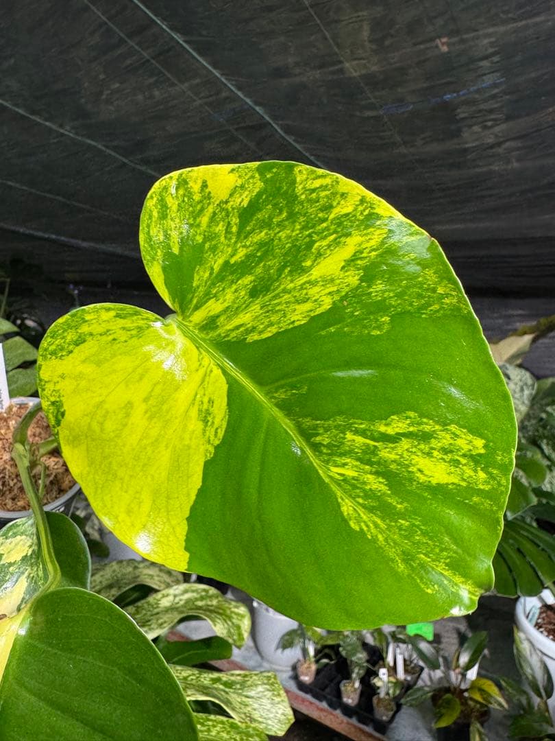 Mr1モンステラ　イエローマリリン　黄斑入り