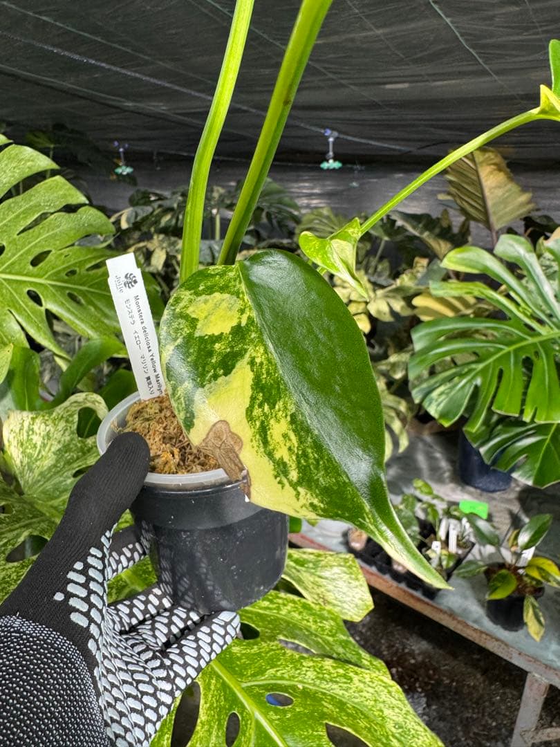 Mr1モンステラ　イエローマリリン　黄斑入り