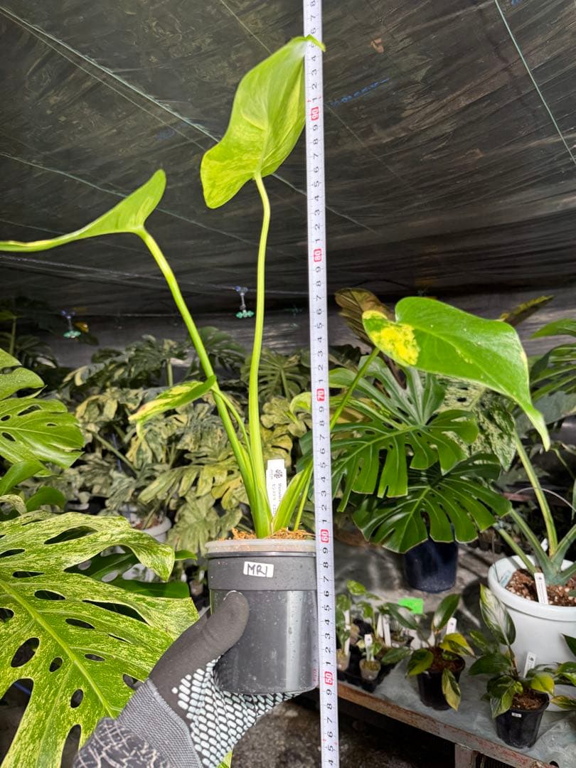 Mr1モンステラ　イエローマリリン　黄斑入り
