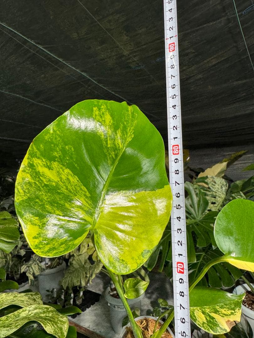 Mr1モンステラ　イエローマリリン　黄斑入り