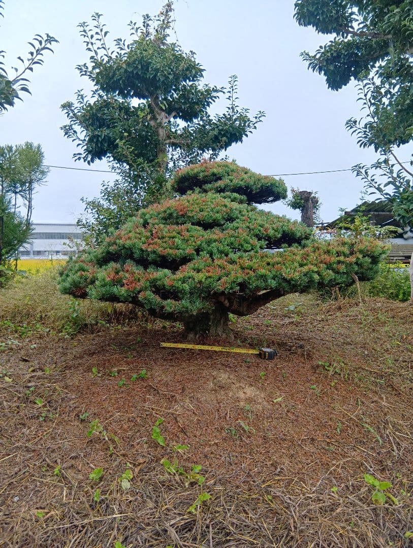 八房五葉松（かなり古い木幹直径45cm）