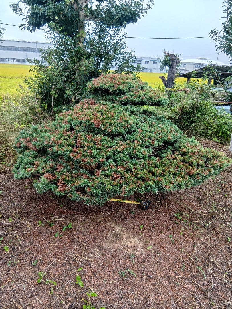 八房五葉松（かなり古い木幹直径45cm）