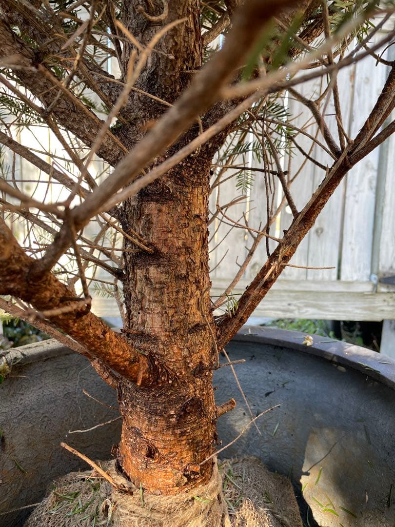 庭木　もみの木　ウラジロモミノキ　樹高約２８０センチ　引取り歓迎　久喜市　配達可