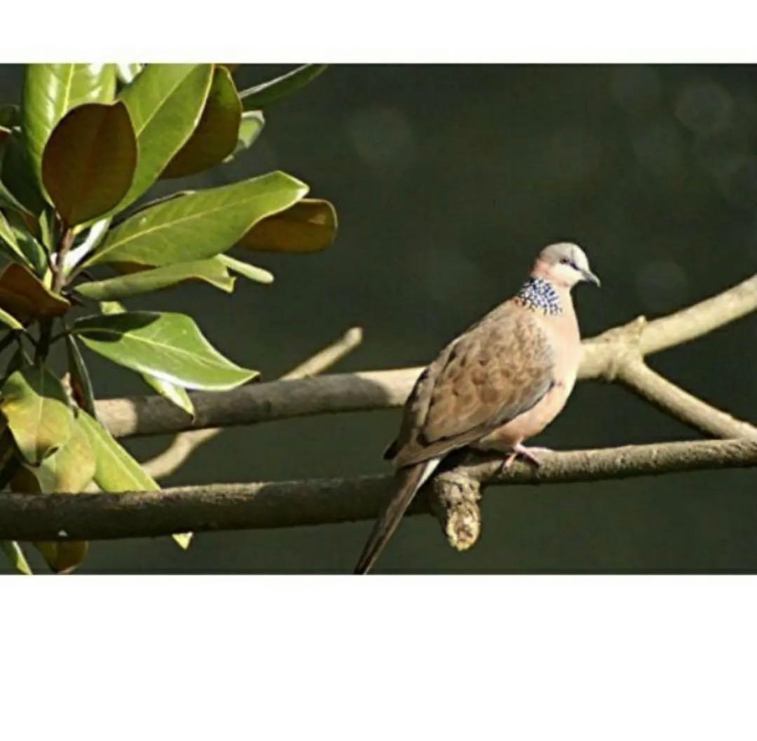 緊急価格！SONYミラーレス対応！ズームレンズ！カメラ初心者でも安心サポート付！