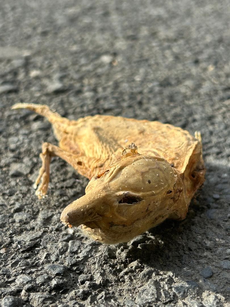 乾燥した小動物の標本