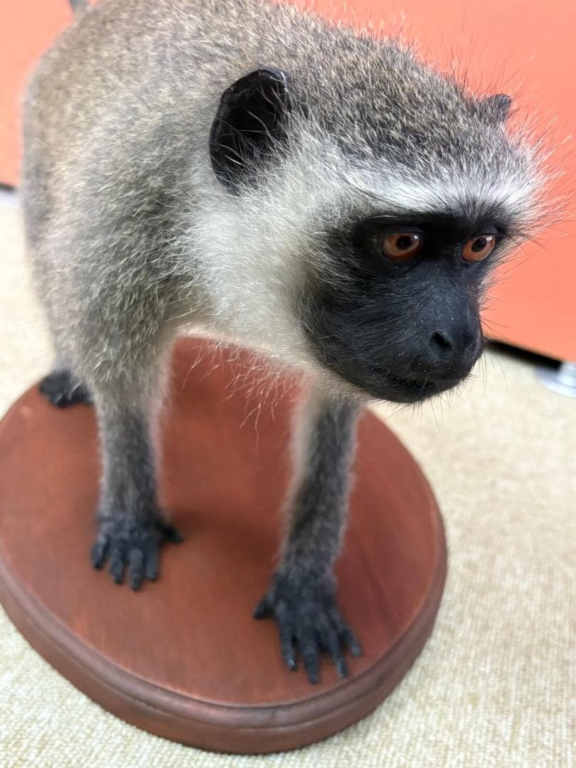 高品質　ベルベットモンキー 全身剥製 ★ A