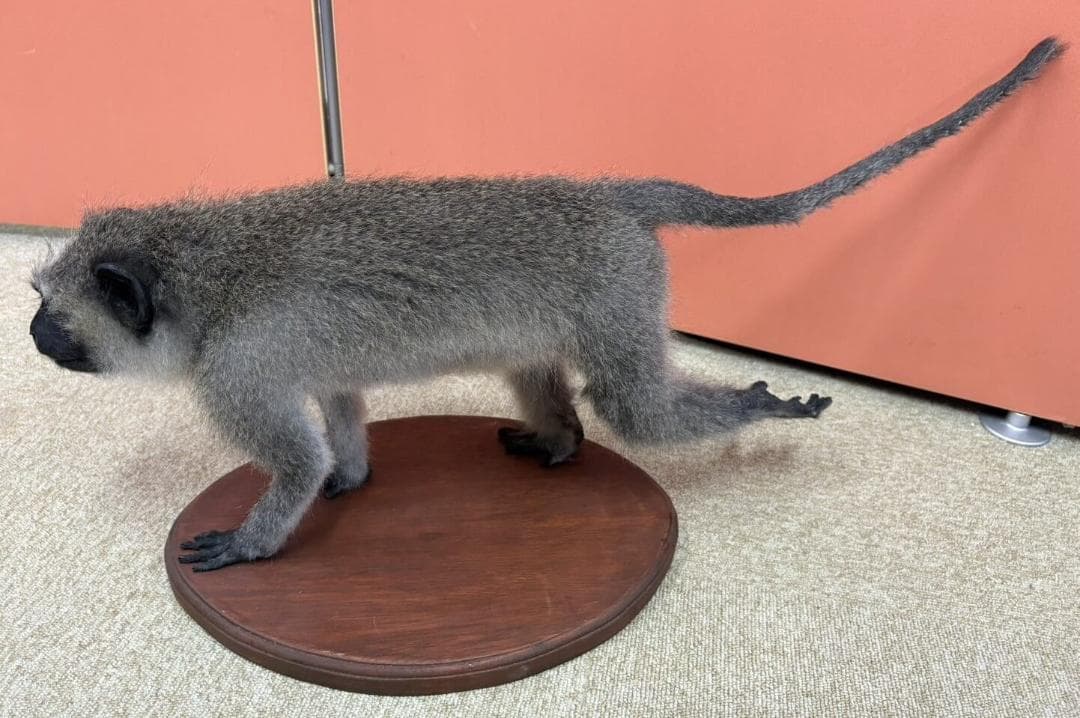 高品質　ベルベットモンキー 全身剥製 ★ A