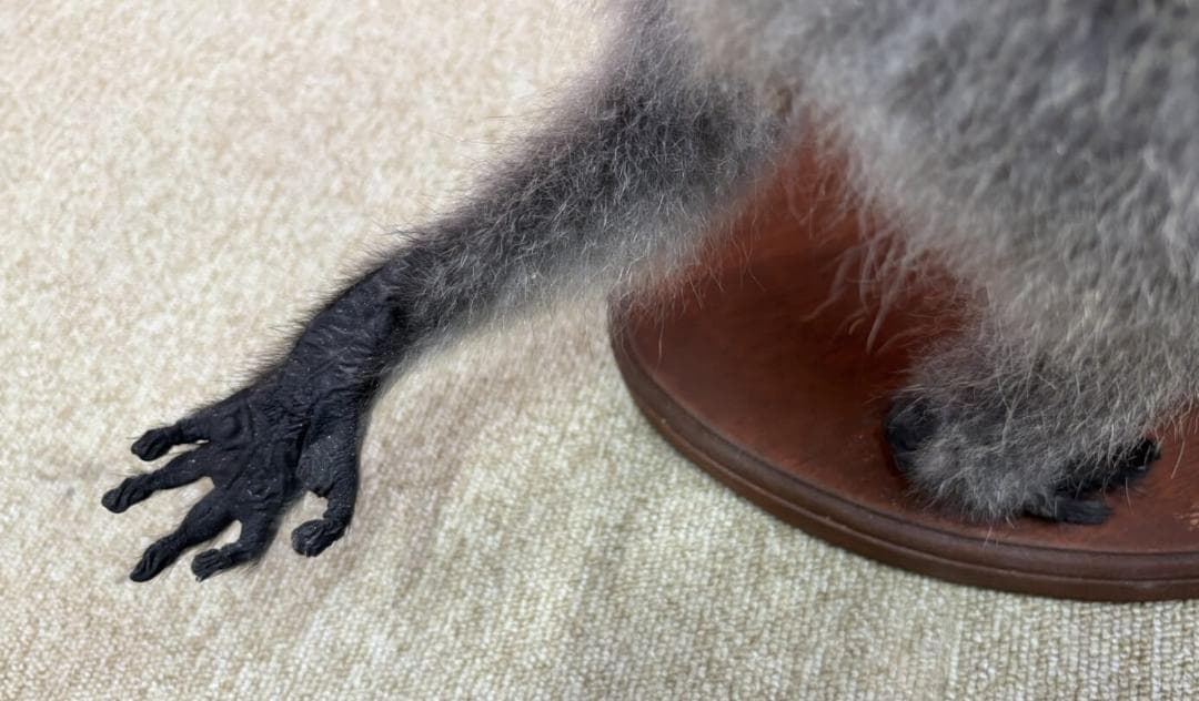 高品質　ベルベットモンキー 全身剥製 ★ A