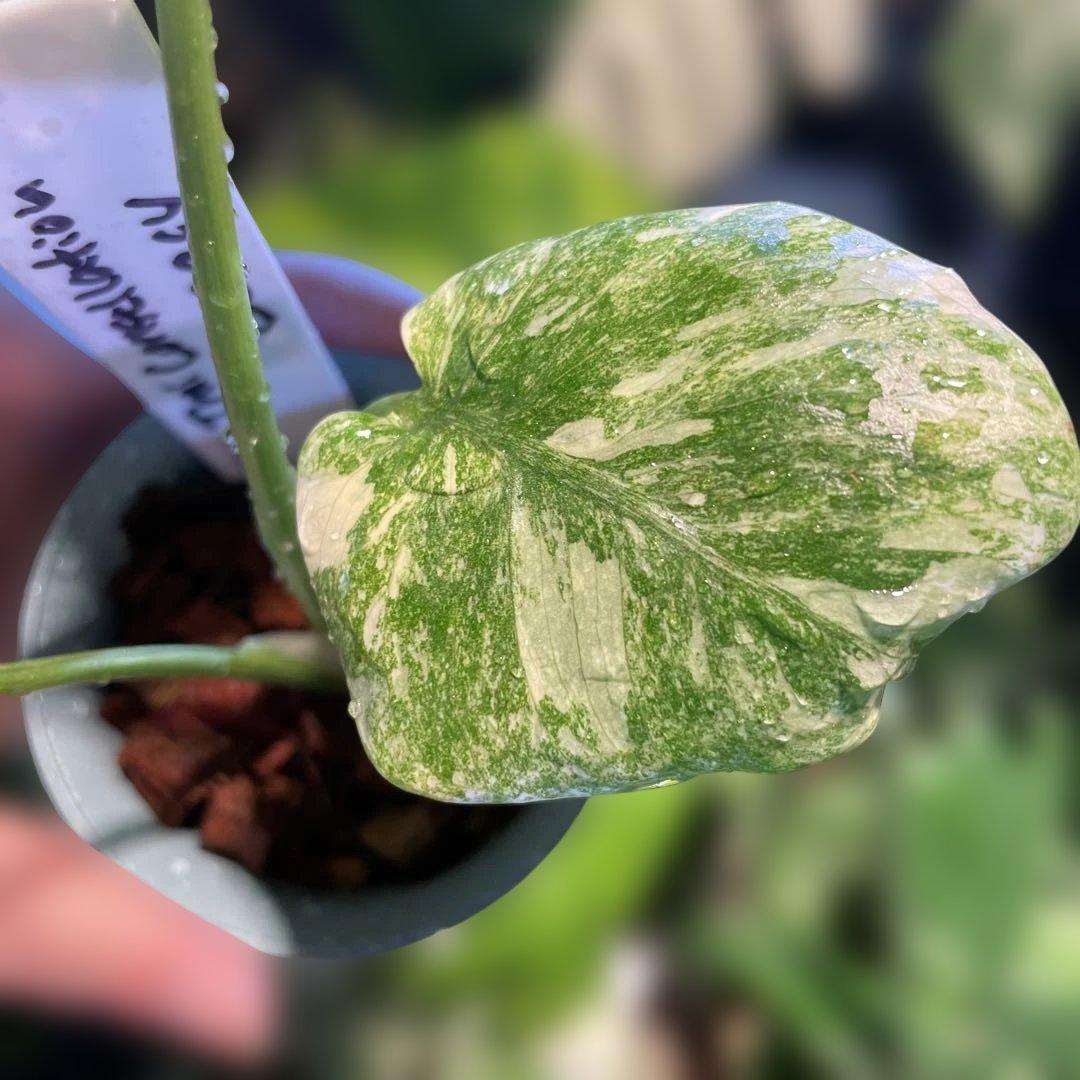 モンステラレガシー 2.5号 希少