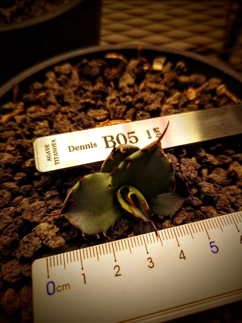 アガベ　チタノタ　dennisB05 子株　青犀牛