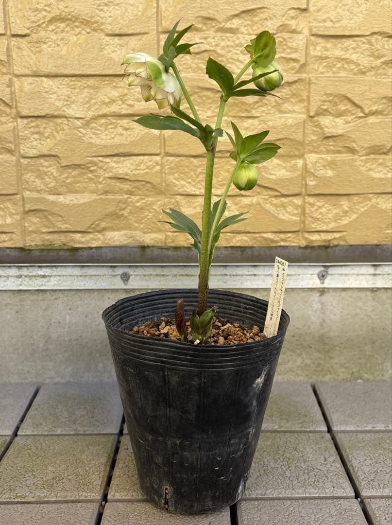 MIYABI　フレグランスグリーン　グリーンリップ　加藤農園　計2苗