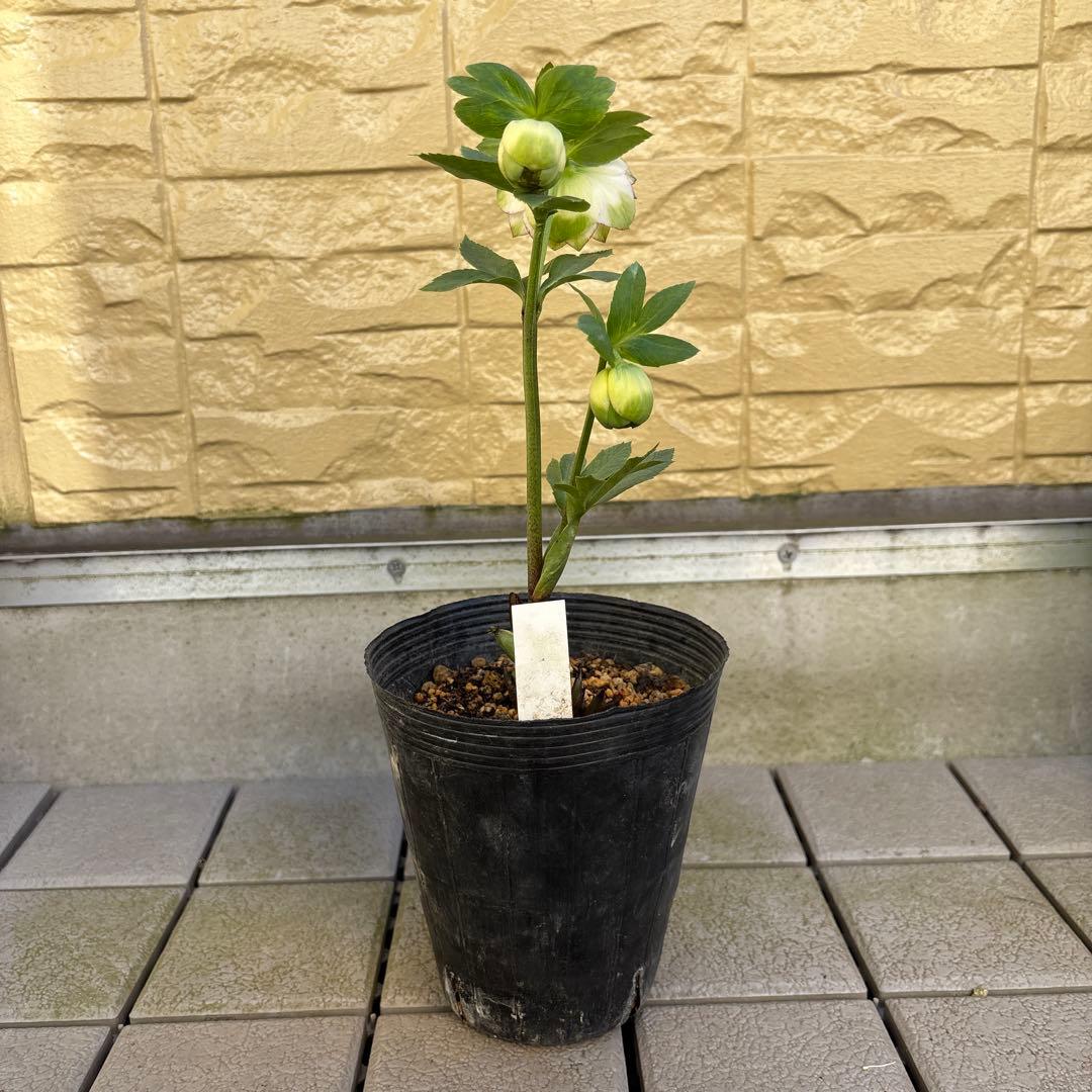 MIYABI　フレグランスグリーン　グリーンリップ　加藤農園　計2苗