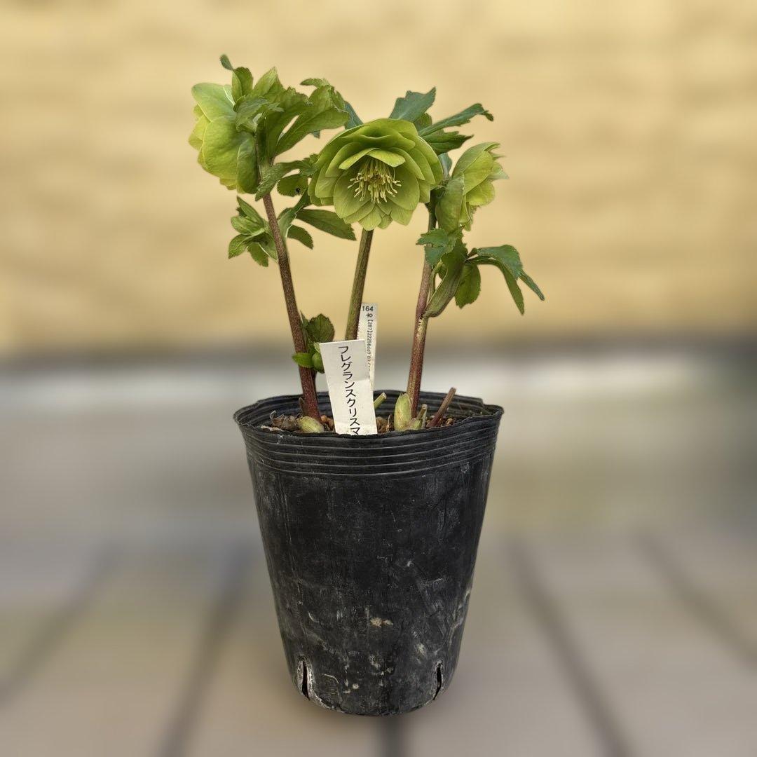 MIYABI　フレグランスグリーン　グリーンリップ　加藤農園　計2苗