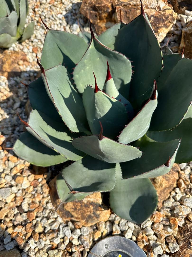 アガベ　パリー　トランカータ　ハンティントン　選抜株　美株　大株