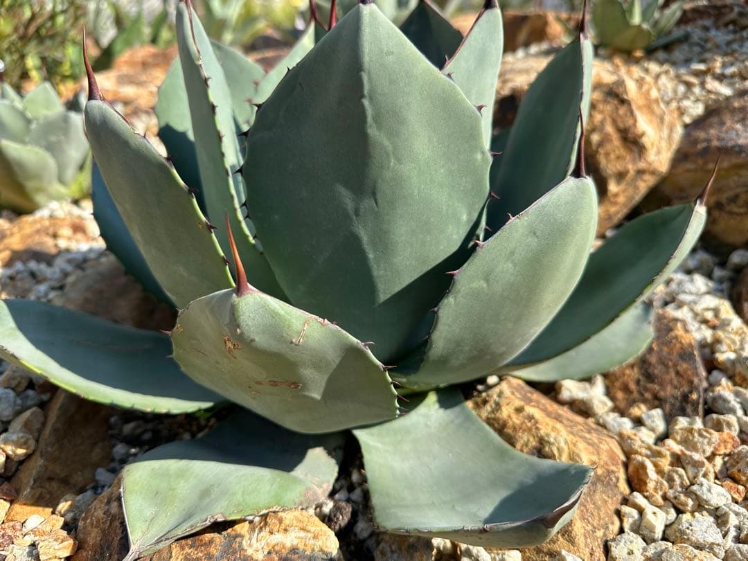 アガベ　パリー　トランカータ　ハンティントン　選抜株　美株　大株